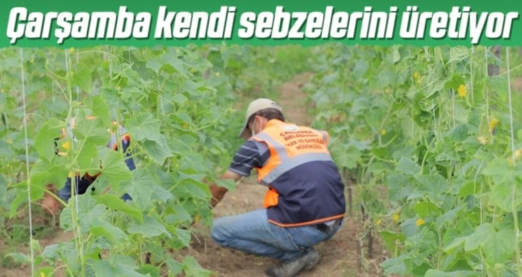 Çarşamba kendi sebzelerini üretiyor 