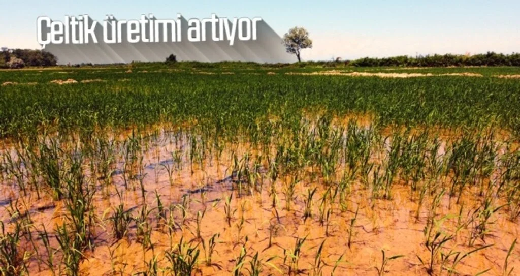 Çeltik üretimi artıyor