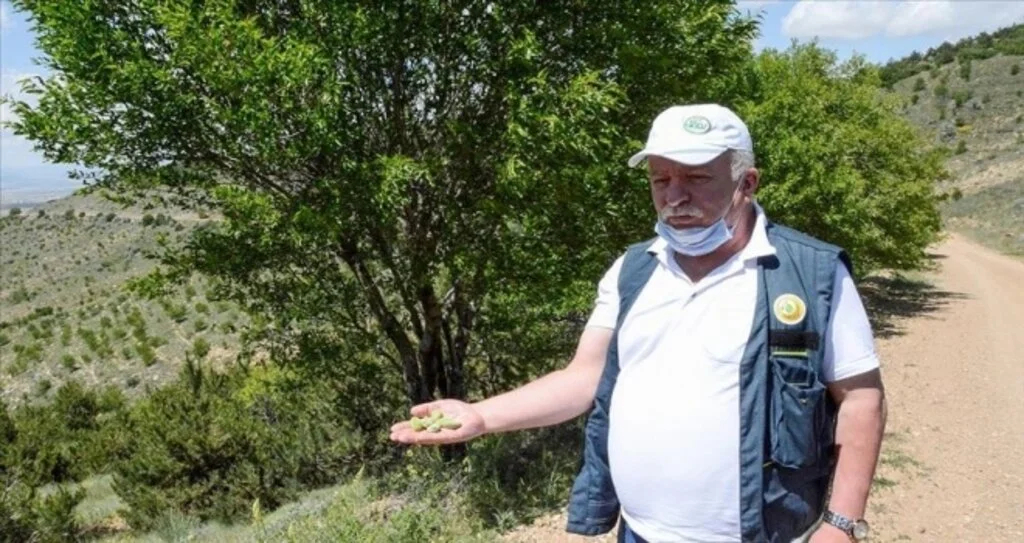Dağlardaki gelir getirici meyvelerin toplanması için muhtarlarla iş birliği