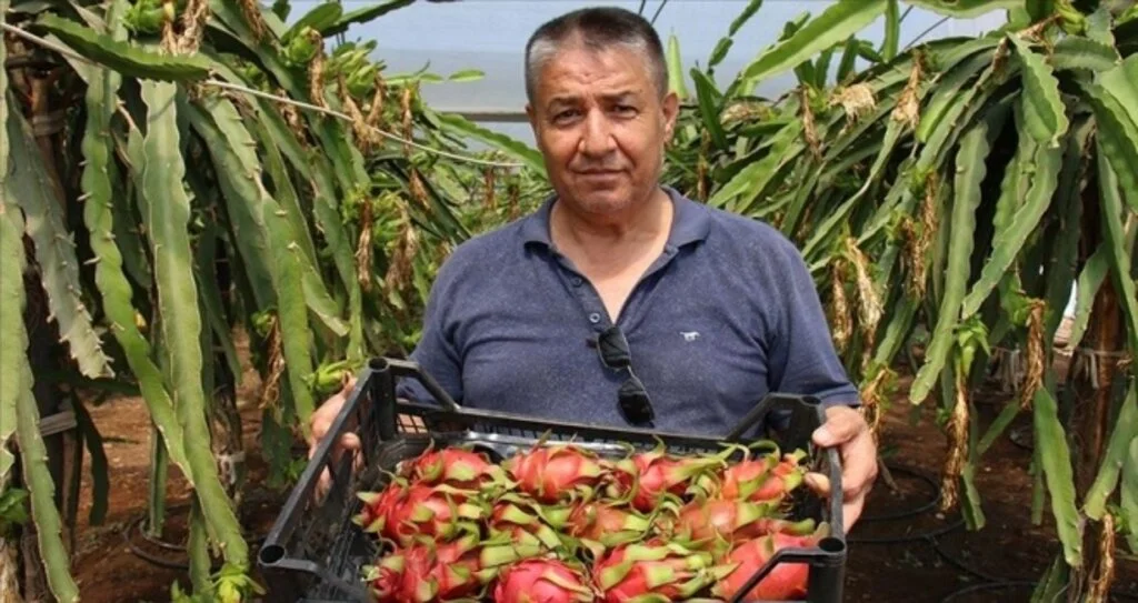 Emekli öğretmenin ejder meyvesi merakı kazanca dönüştü