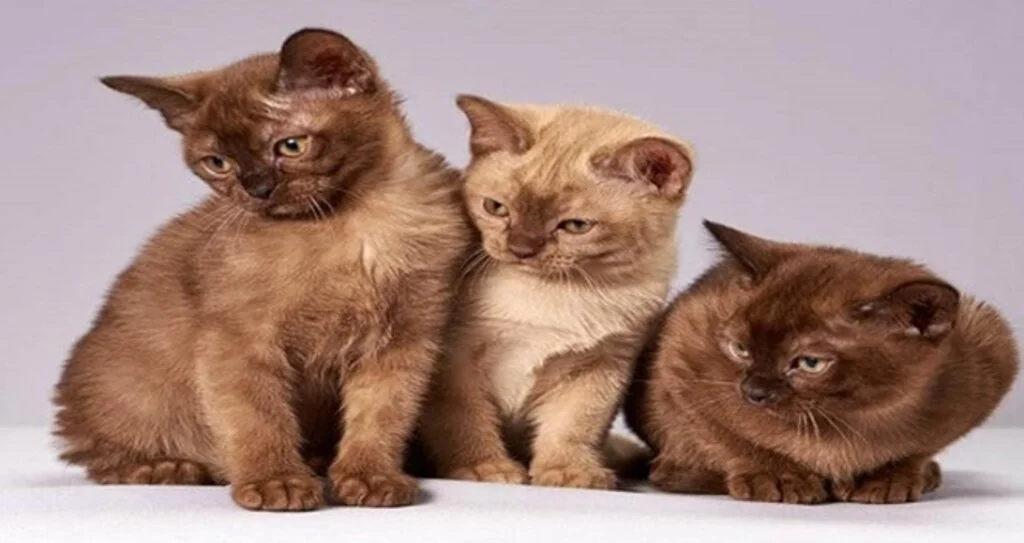 Felicia Kedi Maması Çeşitleri Neler?