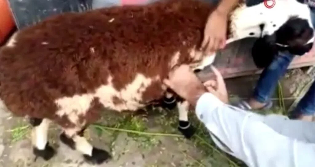 Fıkra Gibi Olay Kurbanlık Koyun Diye Aldı!