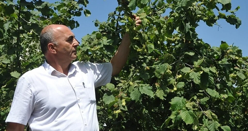 Fındık üreticileri fiyattan memnun