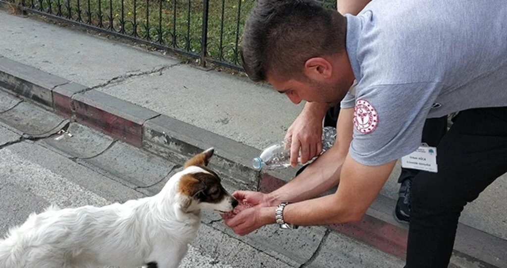 Güvenlik görevlisi susuz kalan sokak köpeğine eliyle su içirdi