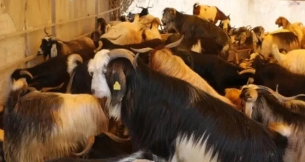 Kurban pazarında keçiye talep arttı! Kurbanlık keçi fiyatları ne kadar?
