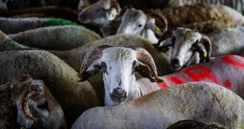 Kurbanlık Fiyatları Ne kadar? canlı kurbanlığın kilogram fiyatı?