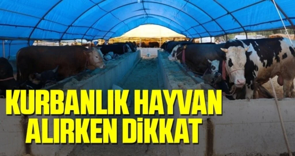 Kurbanlık hayvan alırken dikkat