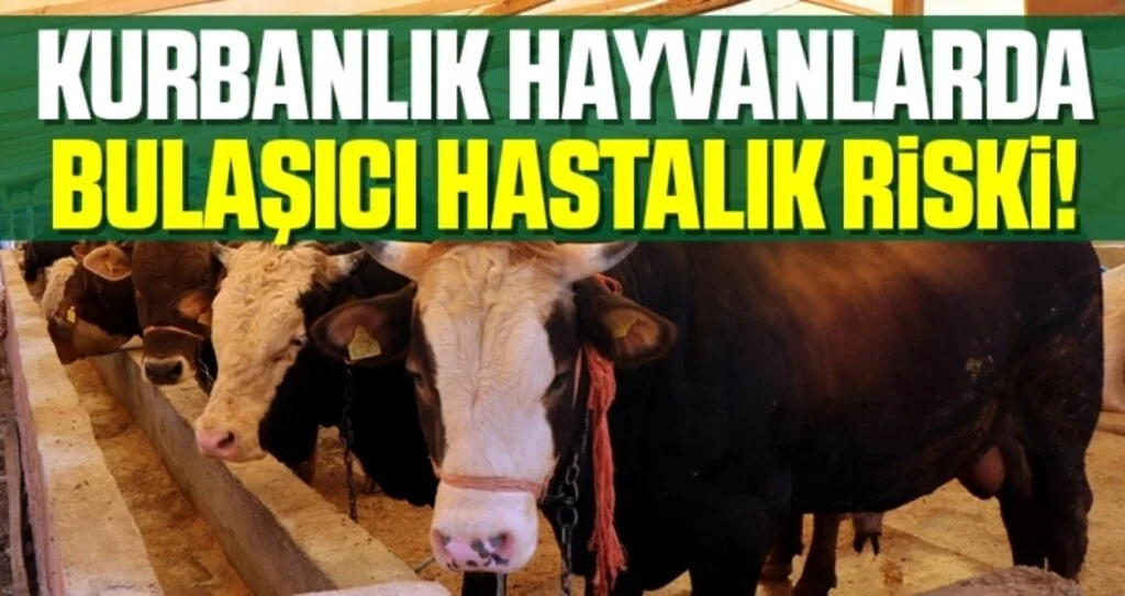 Kurbanlık Hayvanlarda Bulaşıcı Hastalık Riski!