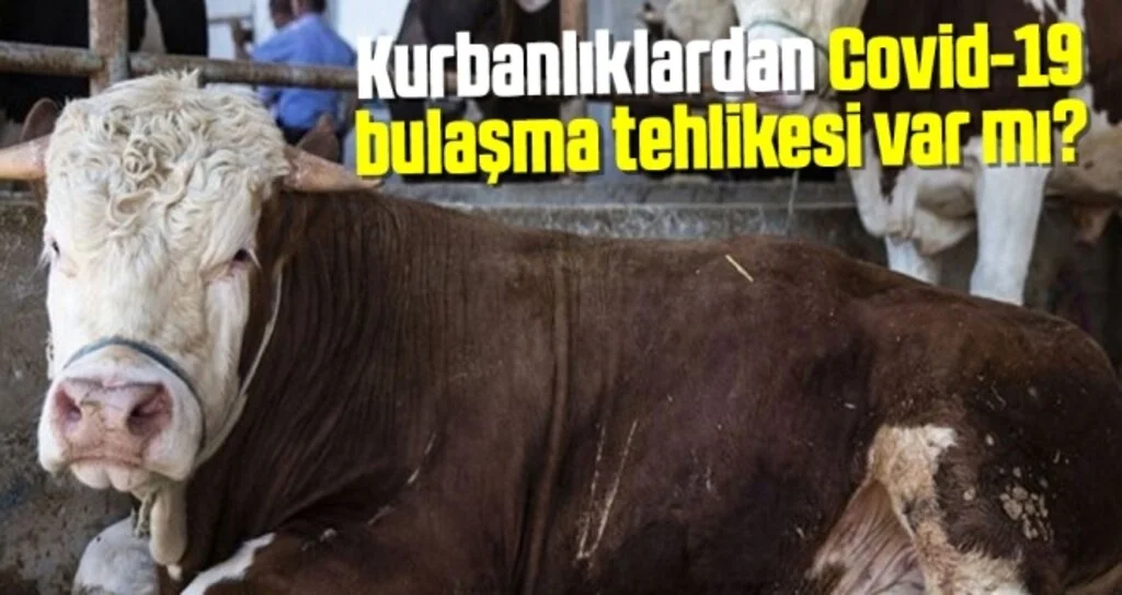 Kurbanlıklardan Covid-19 bulaşma tehlikesi var mı?