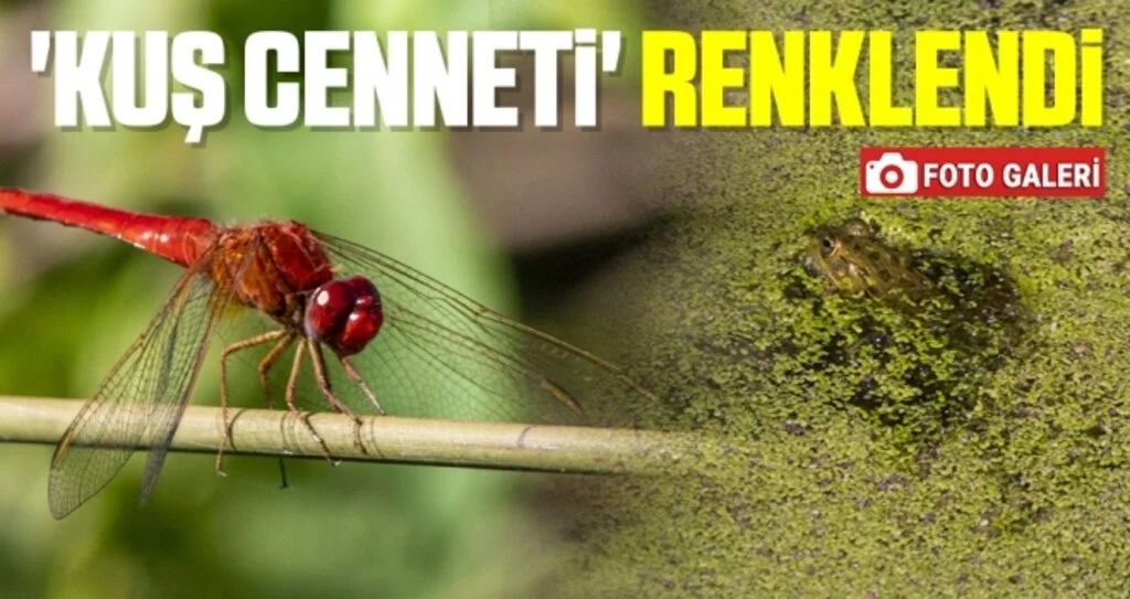 'Kuş Cenneti' Renklendi
