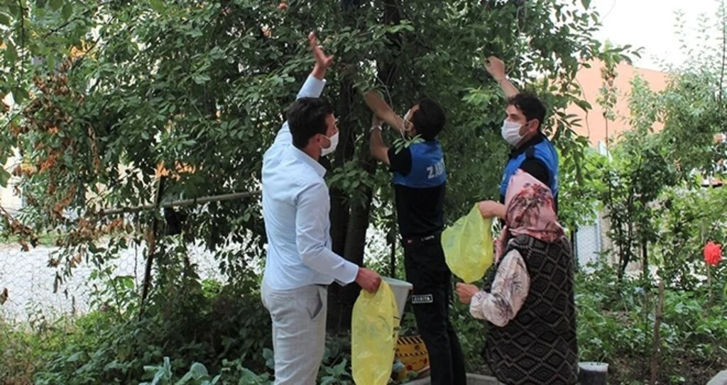 Ladik zabıtası 'vişne' topladı
