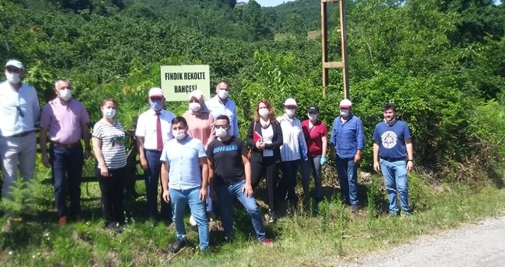 Salıpazarı'nda rekolte çalışmaları başladı