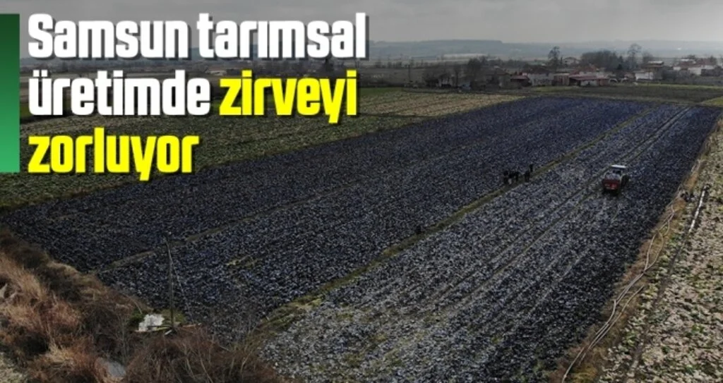 Samsun tarımsal üretimde zirveyi zorluyor