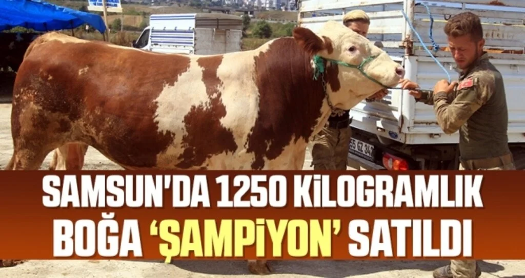 Samsun'da 1250 Kilogramlık Boğa 'Şampiyon' Satıldı