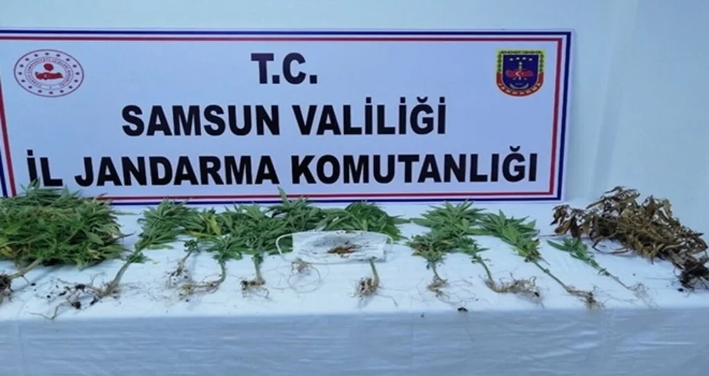 Samsun'da 162 kök kenevir ele geçirildi, 4 şüpheli gözaltında