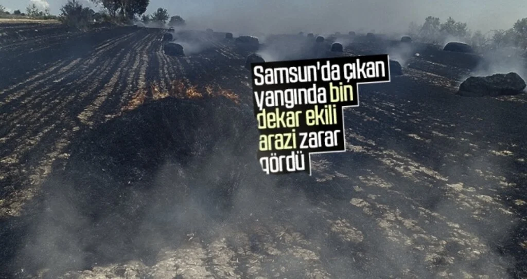 Samsun'da çıkan yangında bin dekar ekili arazi zarar gördü