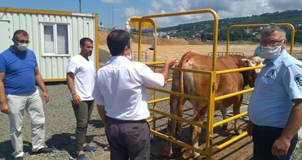 Samsun'da Hayvan pazarlarına sıkı denetim