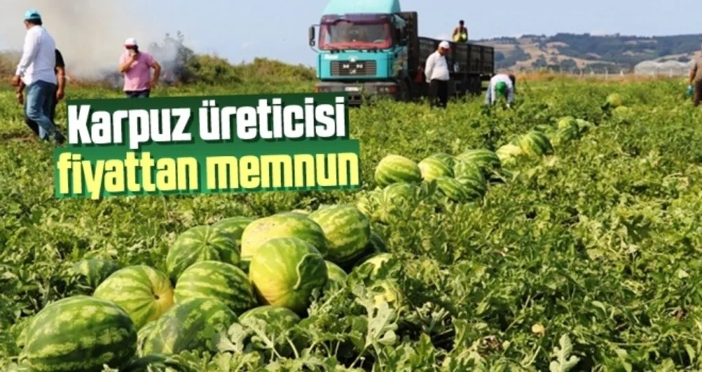 Samsun'da Karpuz üreticisi fiyattan memnun