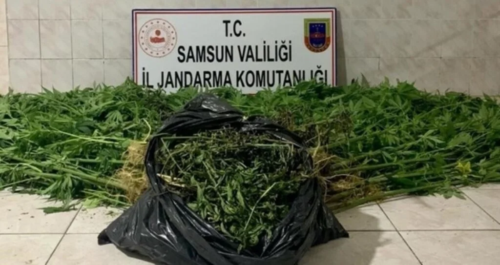 Samsun’da Kenevir bahçesini sularken yakalandılar