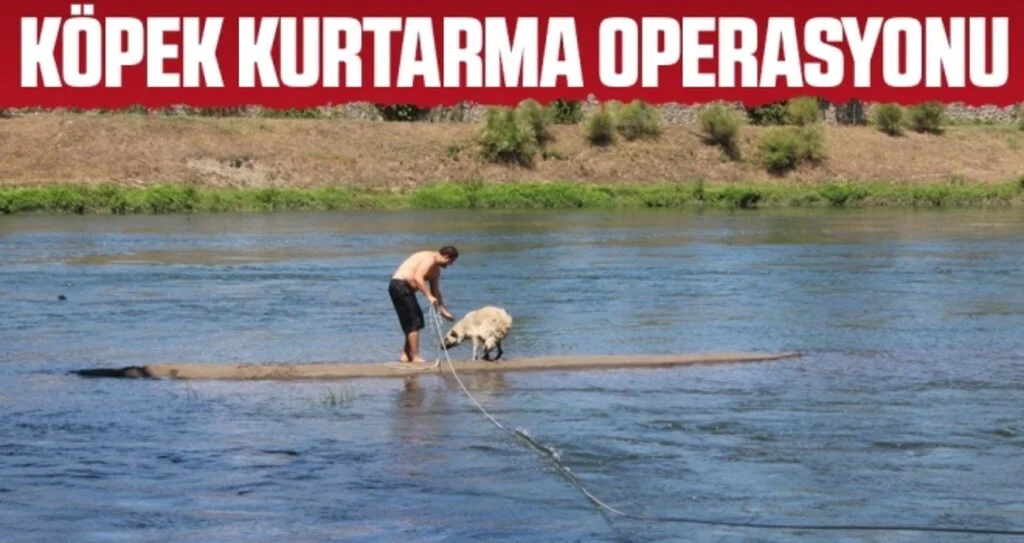 Samsun'da Köpek kurtarma operasyonu