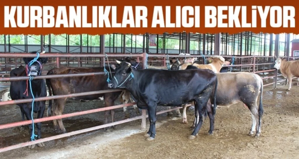 Samsun'da Kurbanlıklar Alıcı Bekliyor