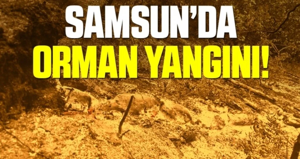 Samsun’da orman yangını