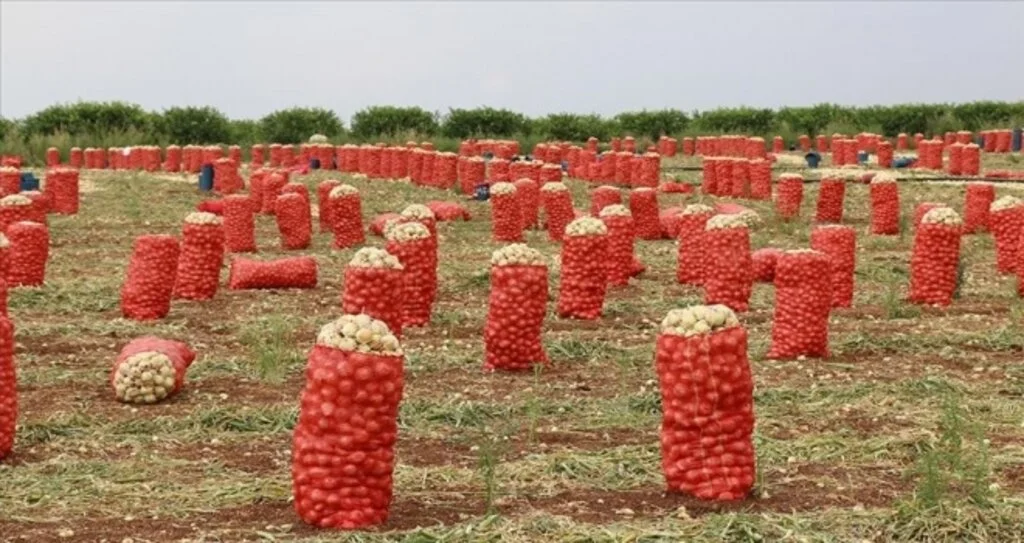 Soğan ve patateste hasat verimli geçti, ihracat serbest bırakıldı
