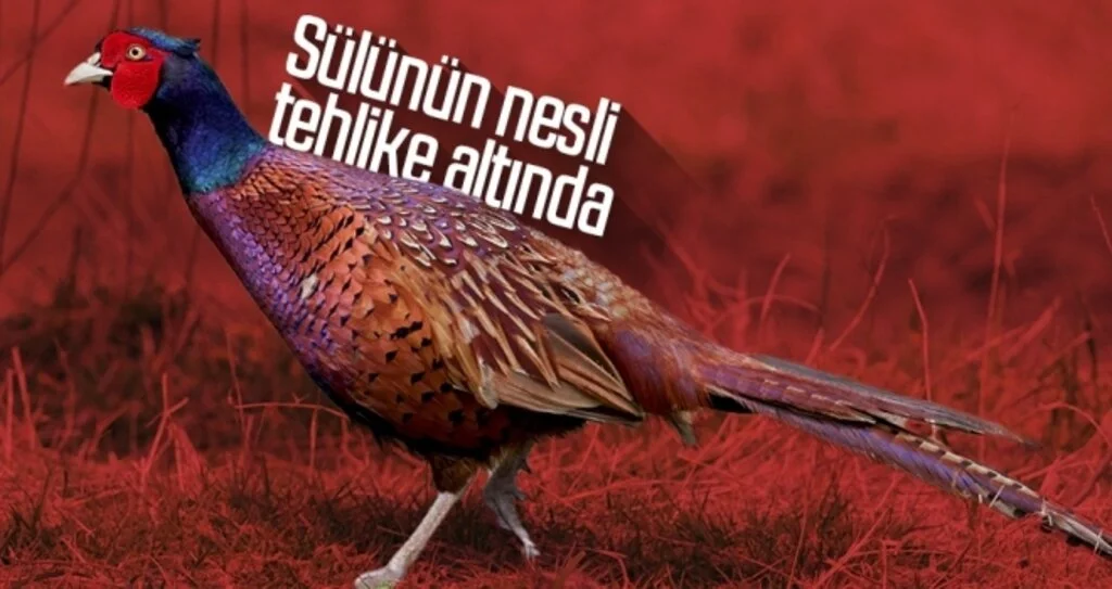 Sülünün nesli tehlike altında