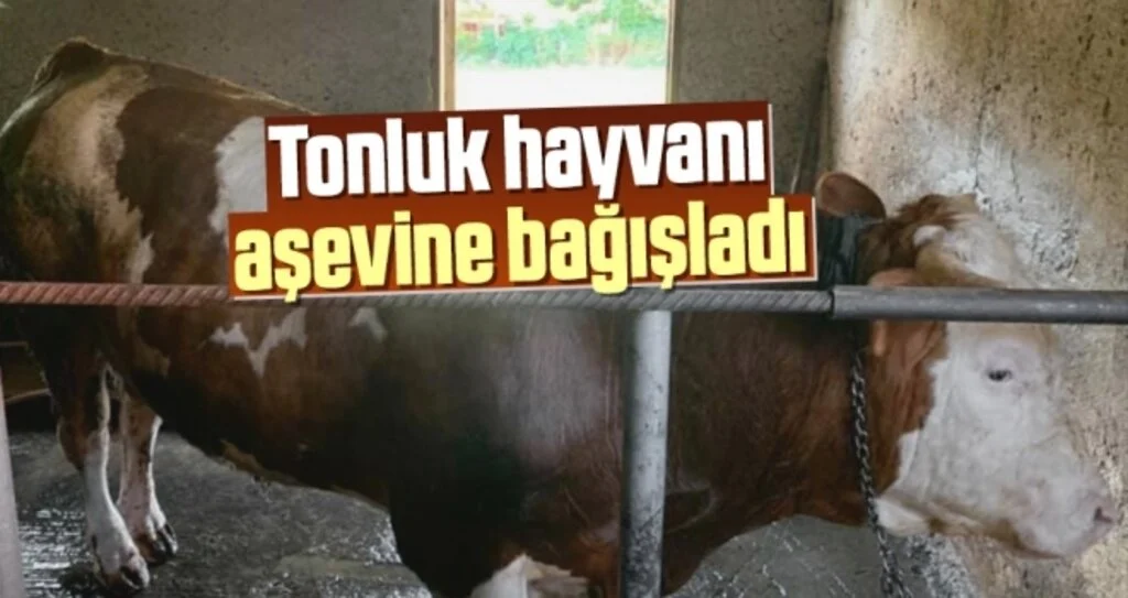 Tekkeköy'de Tonluk Hayvanı Aşevine Bağışladı!