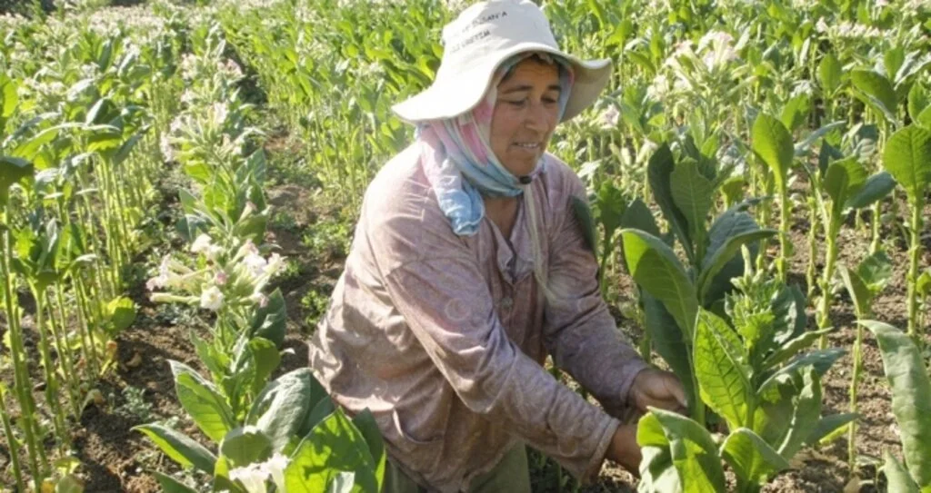 Tütün hasadı buruk başladı