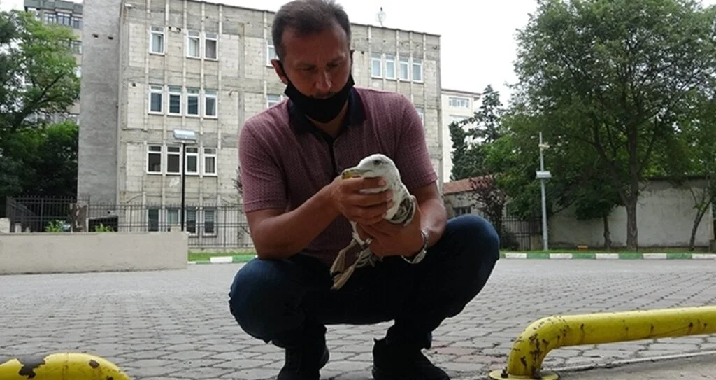 Uçamayan martıya polis şefkati