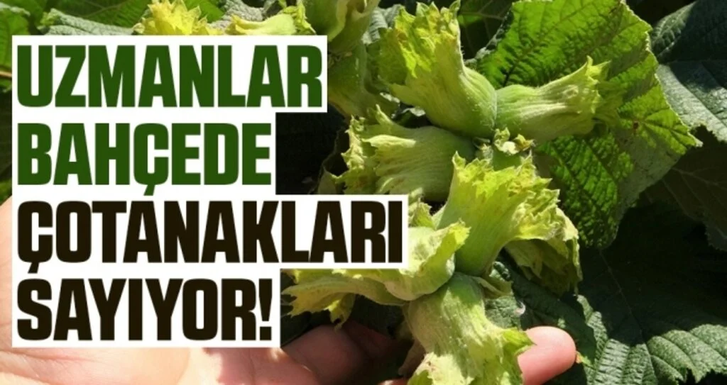 Uzmanlar bahçede çotanakları sayıyor!