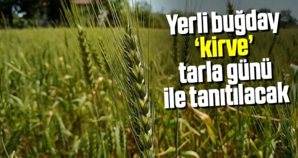 Yerli buğday “kirve” tarla günü ile tanıtılacak