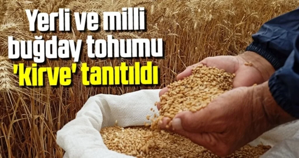 Yerli ve milli buğday tohumu 'kirve' tanıtıldı