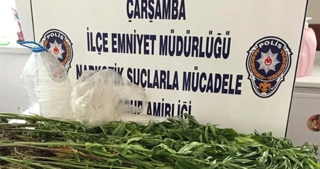 75 kök kenevir bitkisi ele geçirildi