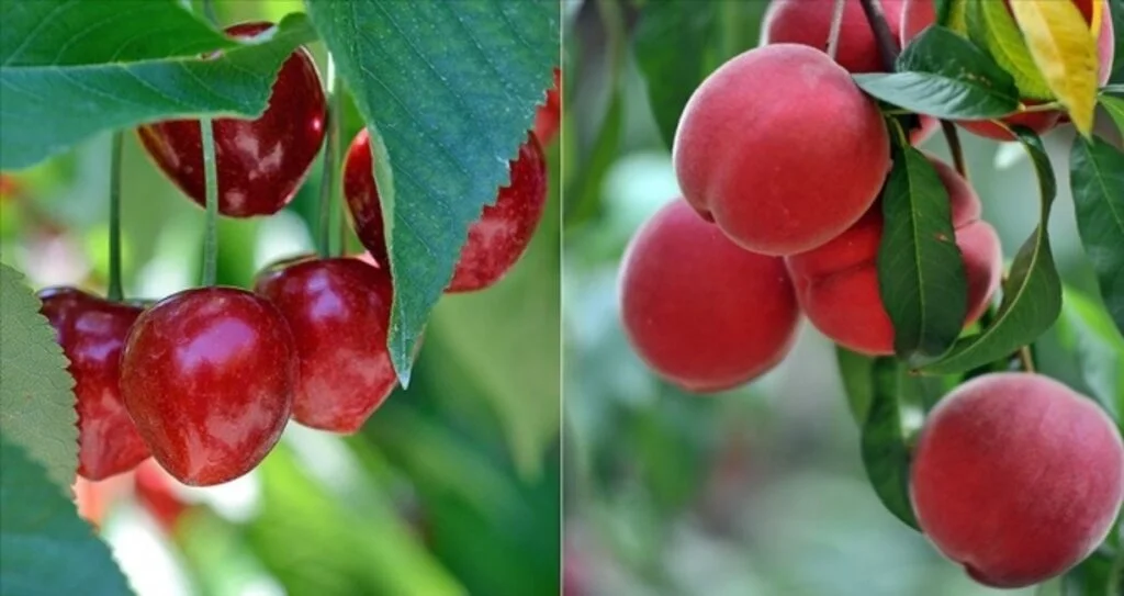 Almanya'ya en çok kiraz, Rusya'ya şeftali satıldı
