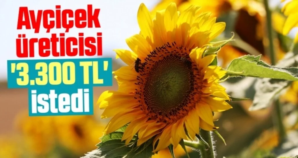 Ayçiçek üreticisi '3.300 TL' istedi