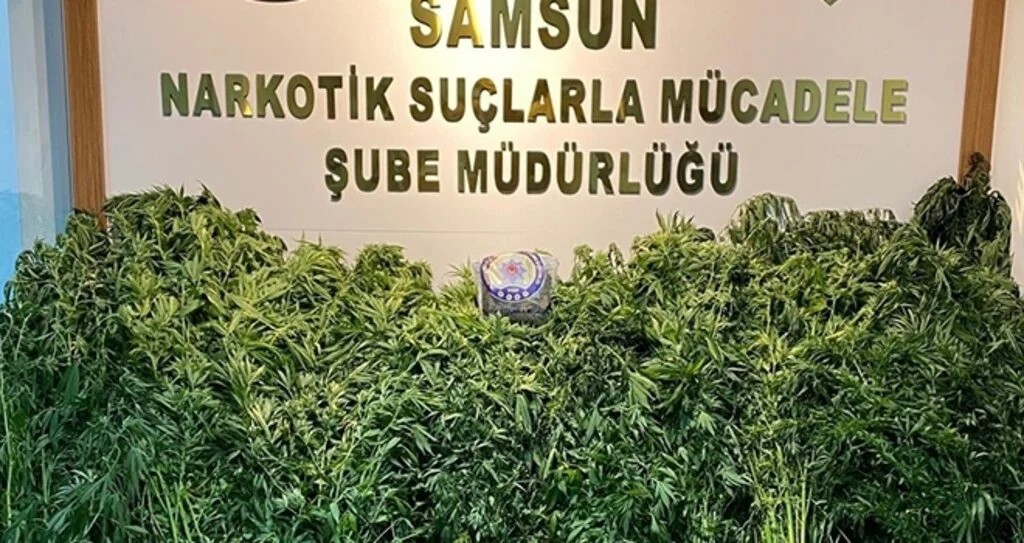 Bafra’da 562 kök kenevir ve 350 gram esrar ele geçirildi