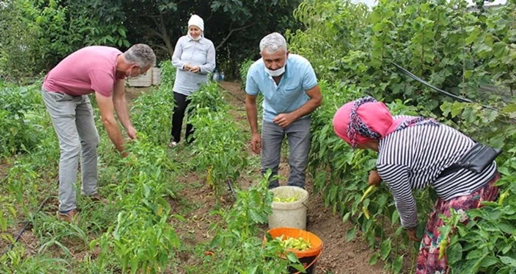 Biber hasadı buruk başladı