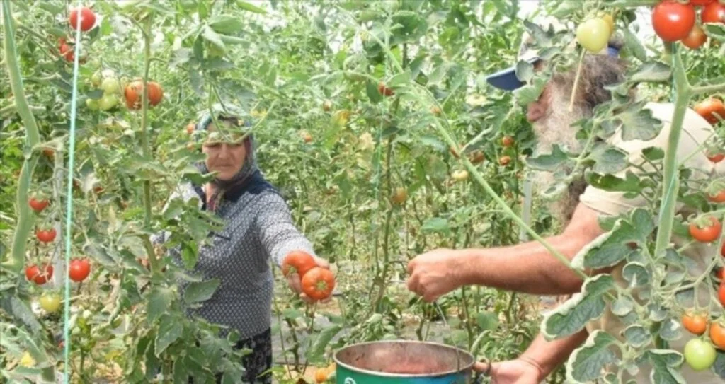 Çevresindekilere inat organik tarım yapan çiftin başarısı örnek oldu