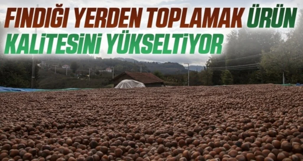 Fındığı yerden toplamak ürün kalitesini yükseltiyor