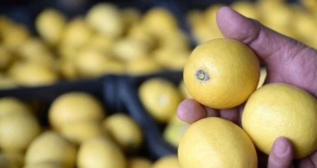 İki bakan arasında limon ihracatı ‘çalımı’