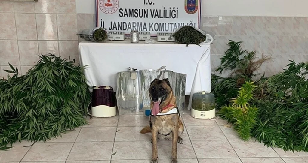 Jandarma uyuşturucu tacirlerine göz açtırmıyor