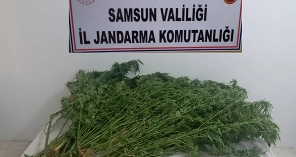 Jandarmadan uyuşturucu operasyonu