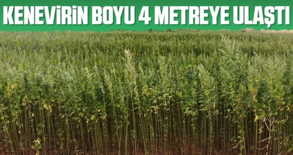 Kenevirin boyu 4 metreye ulaştı