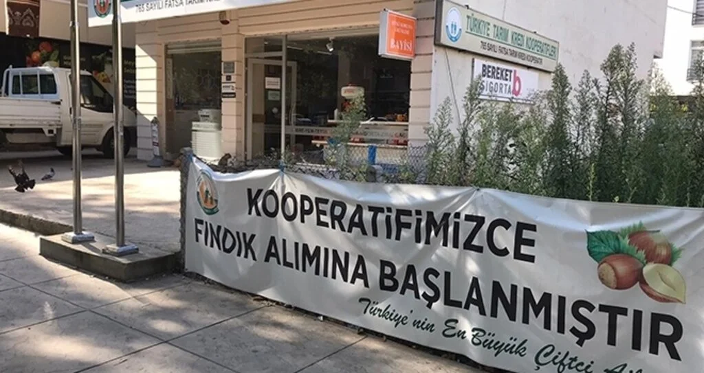 Kooperatif fındık alımına başlıyor