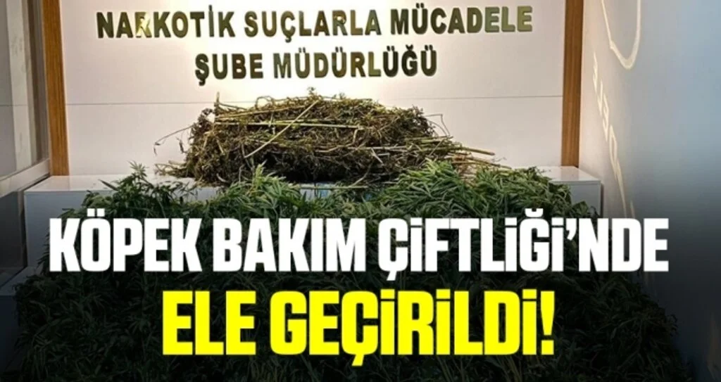 ‘Köpek bakım çiftliği’nde 118 kök kenevir ve 10 kilo 600 gram esrar ele geçirildi