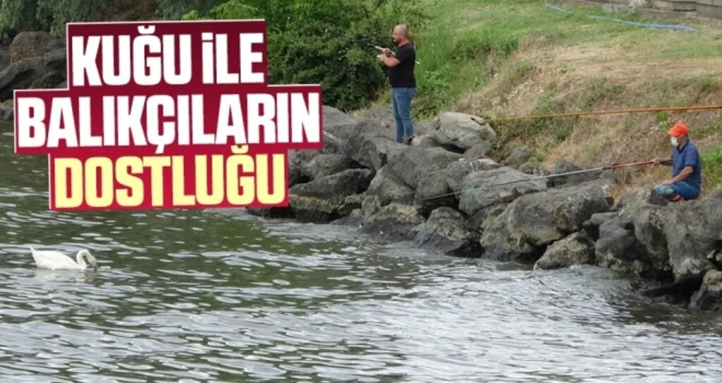 Kuğu ile balıkçıların dostluğu