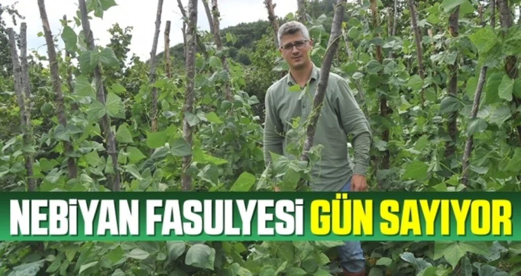 Nebiyan fasulyesi gün sayıyor