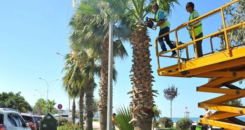 Palmiyeler bakımdan geçti